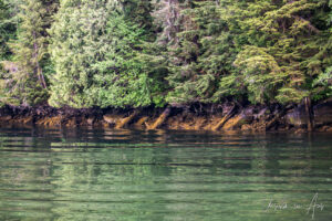 Green water, green trees, and yellow-brown lichens, Khutzeymateen Chanel, BC Canada