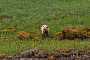 Pale grizzly chewing grass, Khutzeymateen Chanel, BC Canada