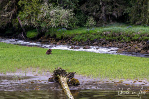 grizzly chewing grass, Khutzeymateen Chanel, BC Canada