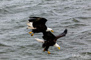 Two bald eagles diving, Chatham Sound, BC Canada