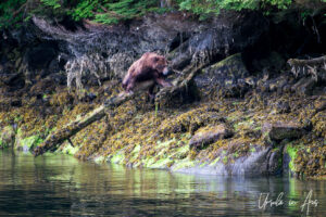 Grizzly on the mossy shoreline, Khutzeymateen Chanel, BC Canada