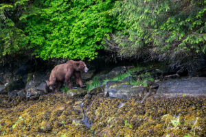 Grizzly on the mossy shoreline, Khutzeymateen Chanel, BC Canada