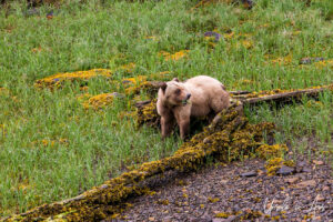 Pale grizzly chewing grass, Khutzeymateen Chanel, BC Canada