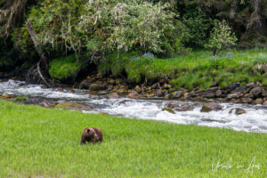 Grizzly chewing grass, Khutzeymateen Chanel, BC Canada