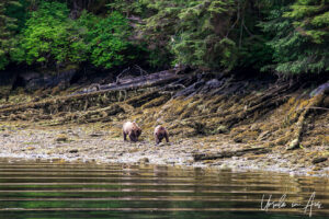 Two grizzlies on a lichen-covered shoreline, Khutzeymateen / K’tzim-a-deen Grizzly Bear Sanctuary, BC Canada