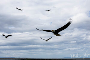 A sky full of bald eagles, Chatham Sound, BC Ca