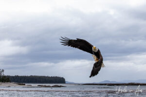 A bald eagle in flight, Chatham Sound, BC Canada