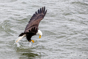 A bald eagle retrieving food from the water, Chatham Sound, BC Canada
