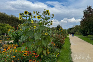 Tall sunflowers in the Jardin des Plantes, Paris France