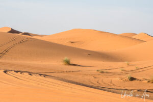 Waving grass and tire tracks in the dunes, Erg Chebb, Morocco.