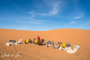Camels on their knees waiting for customers, Erg Chebb, Morocco.