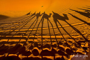 Long shadows of a camel train in the Sahara sand, Erg Chebb, Morocco.