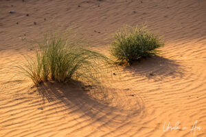 Grass and ripples of sand in the dunes, Erg Chebb, Morocco.