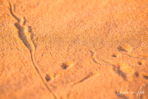 Animal tracks in the sand, Erg Chebb, Morocco.