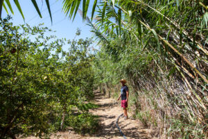 Man on a dirt path in orchard and bamboo, Galini Village, Naxos Greece
