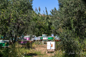 Colourful bee hives, Galini Village, Naxos Greece