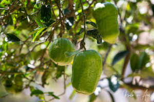 Close-up: Citrus medica on a tree, Galini Village, Naxos Greece