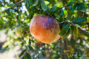 Close-up: Pomegranate on a tree, Galini Village, Naxos Greece