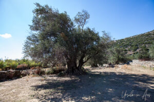 Old olive tree outside the Church of Saint George Diasoritis, Halki Naxos Greece.
