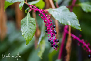 Close-up: Raindrops on American pokeweed, Cahors France