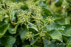 Raindrops on Atlantic ivy, Pont Valentré, Cahors France
