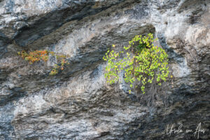 Maidenhair fern in the rocks, la Fontaine des Chartreux, Cahors France