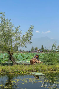 Woman harvesting lotus, Dal Lake, Jammu and Kashmir, India
