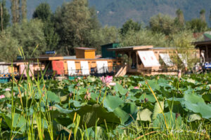 Pink lotus flowers, Dal Lake, Jammu and Kashmir, India