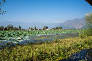 View over Dal Lake from a houseboat, Jammu and Kashmir, India