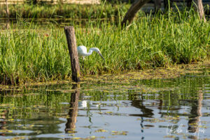 Egret in the water reeds, Dal Lake, Jammu and Kashmir, India