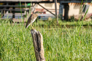 Indian pond heron on a stump, Dal Lake, Jammu and Kashmir, India
