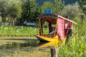 Yellow shikara with red curtains, Dal Lake, Jammu and Kashmir, India