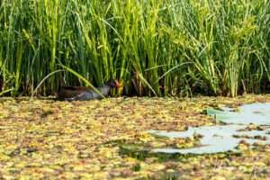Common moorhen on the waters, Dal Lake, Jammu and Kashmir, India