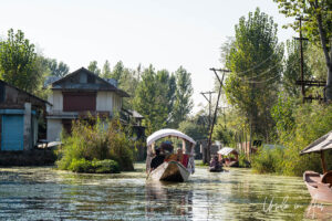 Shikara on the waterways, Dal Lake, Jammu and Kashmir, India