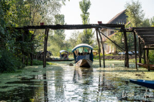 Afternoon light on shikara boats on Dal Lake, Jammu and Kashmir, India
