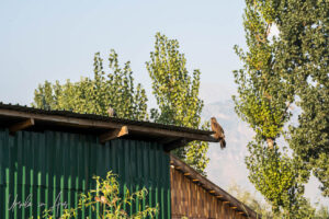 Himalayan buzzard on a roof gutter, Srinagar, Jammu and Kashmir, India