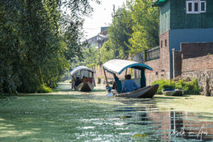 Shikara on the waterways, Dal Lake, Jammu and Kashmir, India