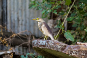 Indian pond heron on a boat, Dal Lake, Jammu and Kashmir, India