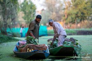 Two men in separate shikaras with vegetables, Dal Lake, Jammu and Kashmir, India