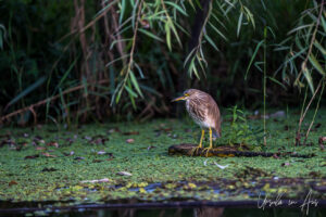 Indian pond heron on floating debris, Dal Lake, Jammu and Kashmir, India