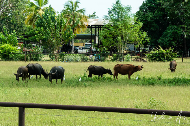 Domesticated water buffalo, NT Australia