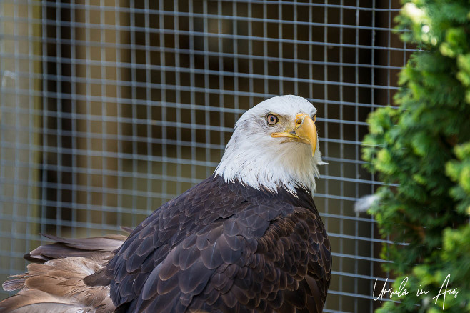 Portrait: Bald eagle, North Island Animal Rescue, Errington, BC Canada