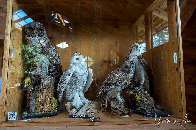 Taxidermied owls, North Island Animal Rescue, Errington, BC Canada