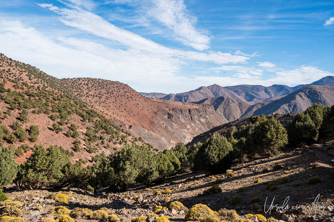 Juniper dotted on the mountainside of the High Atlas Mountains from the Tizi Oudid track, Morocco