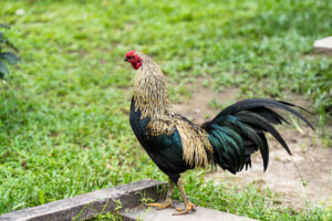 A green and gold rooster, Kwatisore, Papua Indonesia