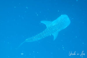 Whale shark underwater, Kwatisore Bay, Papua Indonesia