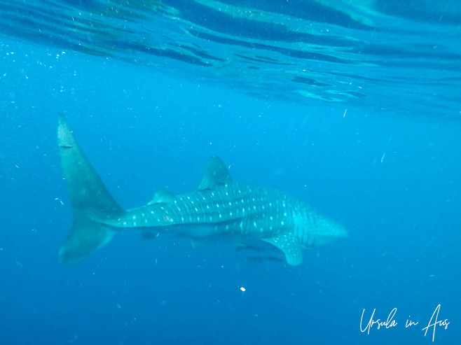 Whale shark underwater, Kwatisore Bay, Papua Indonesia