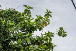 Breadfruit leaves against the sky, Kwatisore, Papua Indonesia