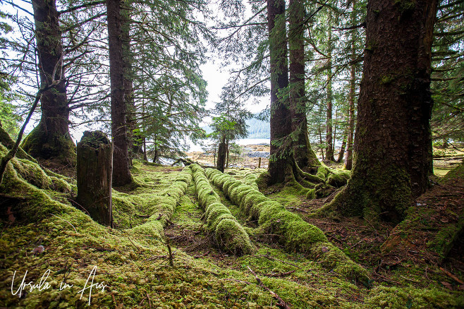 Long, mossy logs between giant trees, T