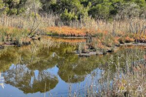 Colourful grasses and gum trees reflected in Lake Curalo waters, Eden Aust